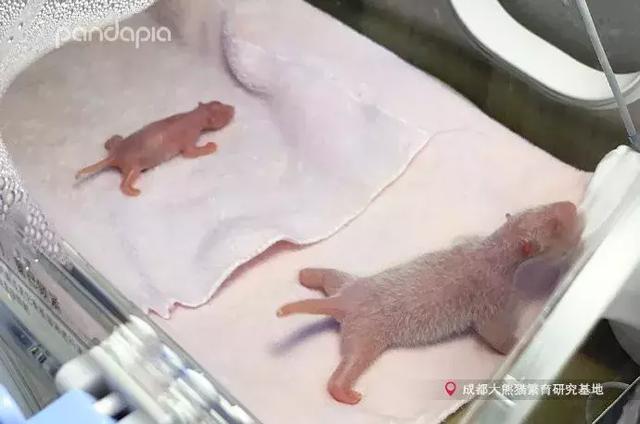 全球最小熊猫幼仔诞生 体重仅42.8g太小无法吃到初乳