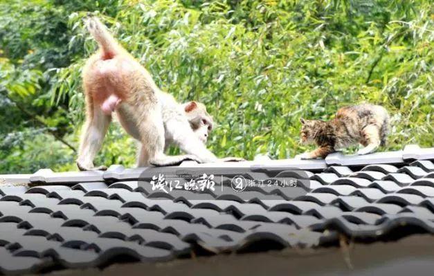 猴子多次打劫游客 不给东西就赖着不走了