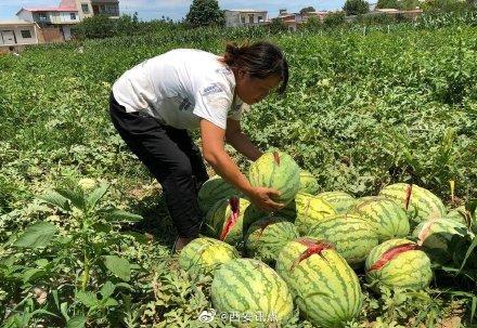 2000个西瓜被砍烂 两三万斤西瓜突遭灭顶之灾 瓜农欲哭无泪